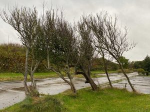 Vom Wind geneigte Bäume am Wegesrand