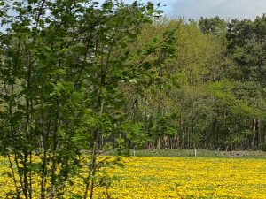 Wiese mit gelben Blumen und Wald