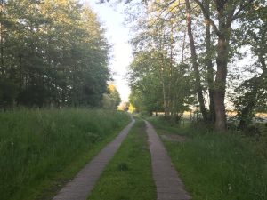 Weg durch Wald und Wiese rund um Friedeburg Ostfriesland