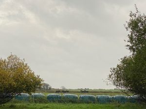 Blick auf eine Wiese mit Pferden und Strohballen Ostfriesland
